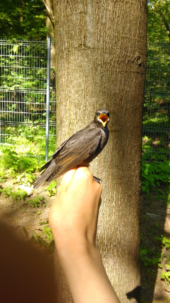 szpak_imag1523-576x1024.jpg